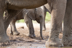 Elephant Baby 31