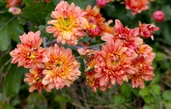 Floral 186