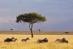 IMG_1233 Maasai Mara