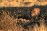 Male Puma Dark creeps forward, Torres del Paine, Chile