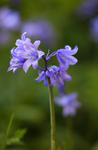 Spanish Bluebell          ref fs 1