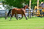 SBM_01066