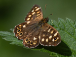 Speckled Wood