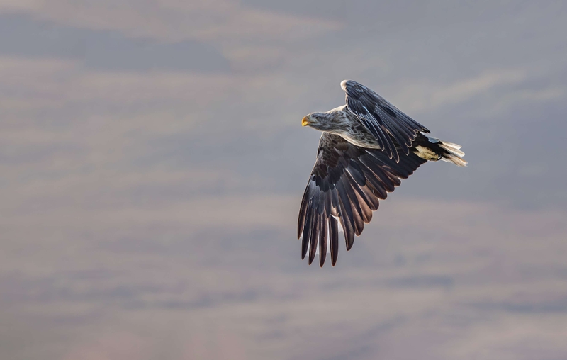 White Tailed Eagle - Isle of Mull - Scotland
