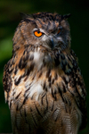 Eagle Owl