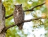 Great Horned Owl 127-8748