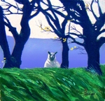 Sheep Gazing