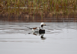 Long-tailed Duck