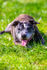 Bull Terrier-2832