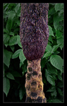 Palm Tree Trunk