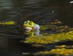 Edible Frog