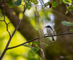 Pied Flycatcher - male