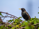 Starling