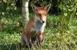 Red Fox