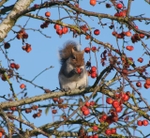 02 Grey Squirrel eating a crabapple
