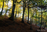 Autumn at Duncans Dam