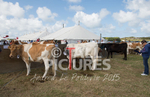 West Show_2014-4