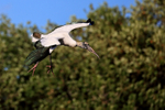 Wood Stork slows in flight, Wakodahatchee Wetlands, Florida