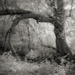 Arched Tree, Infrared