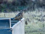 Mistle Thrush