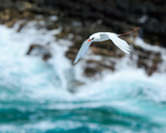 Red-tailed Tropicbird over crashing waves, Kilauea Point, Kauai