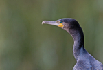 Cormorant - Phalacrocorax carbo
