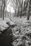 Winterwoods _S142