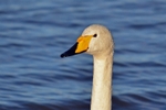 Whooper Swan