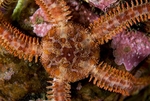 Ophiopholis aculeata