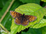 Heath Fritillary