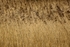 Reed 2