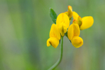 28/52: common-birds-foot-trefoil