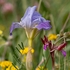 Twin-flowered Iris (Iris bicapitata) growing with Pink butterfly orchid (Anacamptis papilionacea var rubra)