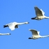 Whooper Swans