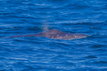 Humpback Calf. 0A3A3626