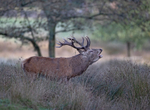 Red Deer - Cervus elaphus
