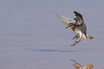 Baird's Sandpiper about to land in lagoon, Chaxa, Chile