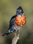 Giant Kingfisher