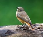 Female Common Redstart
