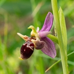 Horned Ophrys (Ophrys cornuta syn O. scolopax ssp cornuta) also  known as O.oestrifrea ssp montis-leonis 