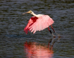 Roseate Spoonbil _0009