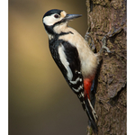 Fine Art Prints portfolio