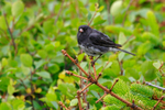 Dark-eyed Junco portfolio