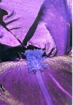 Iris 1034