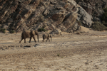 Mother and Calf Moving Down the Valley
