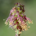 Fruiting head of Salad burnet (Sanguisorba minor)