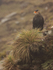 Crested Caracara perched in rain, Saunders Island, Falklands