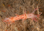 Dendronotus europaeus