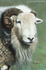 Josh the Herdwick Ram