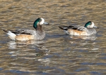 Chiloe Wigeon 1